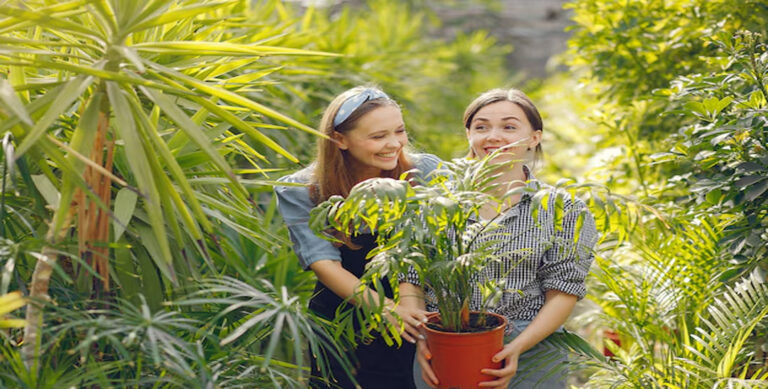 The Yucca Plant